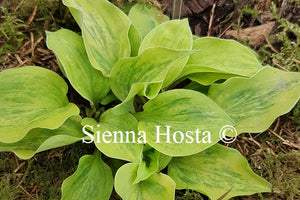 Hosta 'Silver Threads and Golden Needles'
