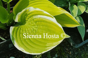 Hosta Tropicana