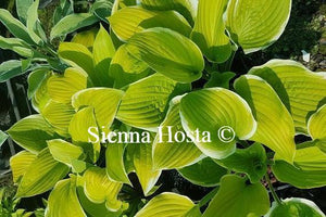 Hosta Tropicana