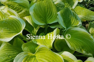 Hosta Sweet Innocence