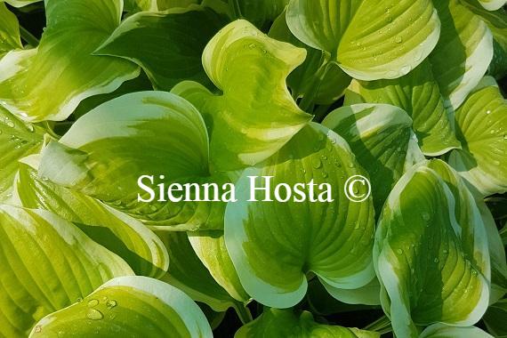 Hosta Sweet Innocence