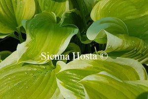 Hosta Sweet Innocence