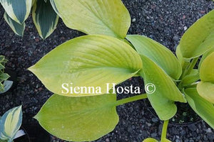 World Cup Hosta