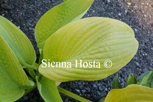 Hosta World Cup