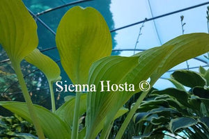 Hosta World Cup