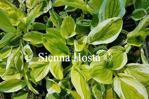 Hosta Oze