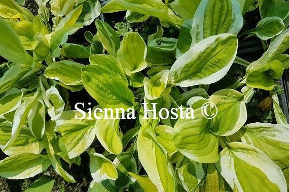 Hosta Oze