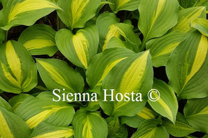 Hosta 'Lakeside Spellbinder'