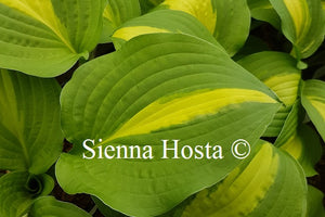 Hosta 'Lakeside Spellbinder'