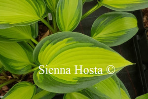 Hosta 'June Spirit'