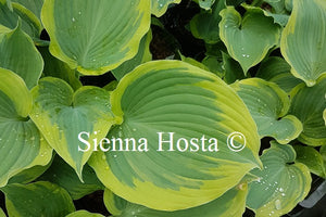 Hosta Earth Angel