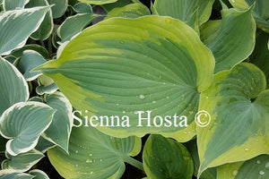 Hosta Earth Angel