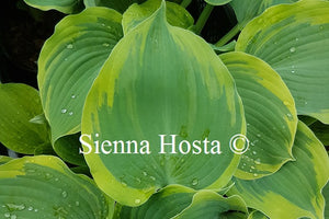 Hosta Earth Angel