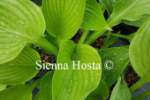 Hosta 'Elatior'