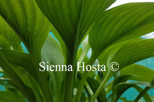 Hosta 'Elatior'