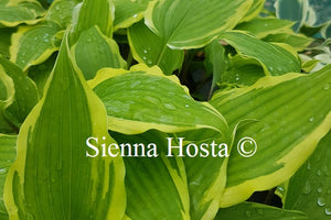 Hosta 'Fall Dazzler'