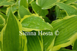 Hosta 'Fall Dazzler'