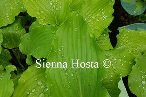 Hosta Green Wings