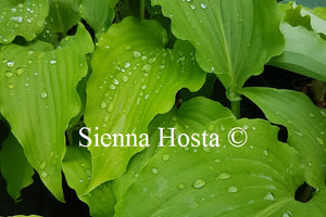 Hosta Green Wings