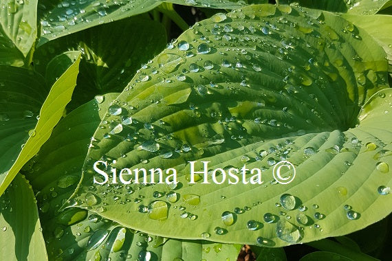 Hosta Devon Giant