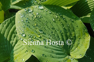 Hosta Devon Giant