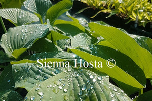 Hosta Devon Giant