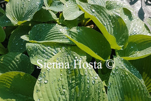 Hosta 'Devon Giant'