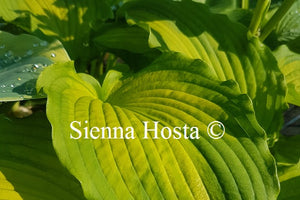 Hosta 'Emerald Ruff Cut'