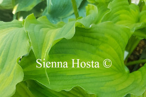 Hosta 'Emerald Ruff Cut'