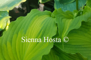 Hosta 'Emerald Ruff Cut'