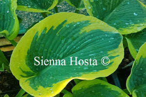 Hosta 'Goldbrook Glory'