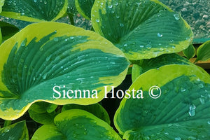 Hosta 'Goldbrook Glory'