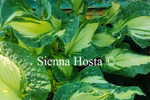 Hosta Golden Meadows