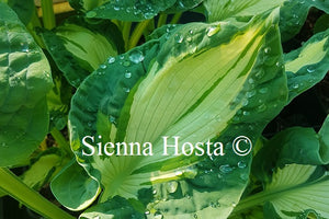Hosta Golden Meadows