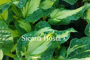 Hosta Golden Meadows