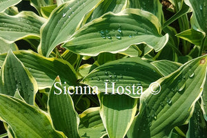 Hosta Libby