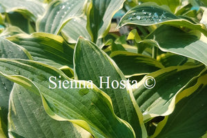 Hosta Libby