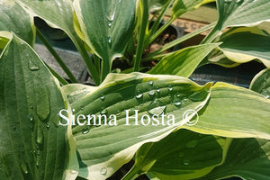 Hosta Libby