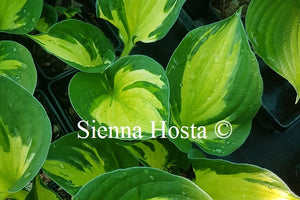 Hosta Midnight at the Oasis