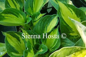 Hosta Midnight at the Oasis