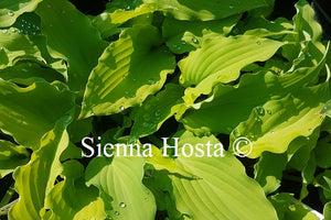 Hosta Mrs Minky