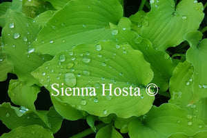 Hosta Mrs. Minky