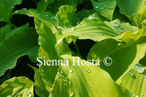 Hosta Mrs. Minky