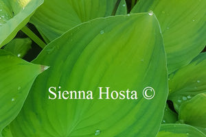 Hosta 'Old Glory'