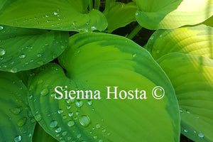 Hosta 'Old Glory'