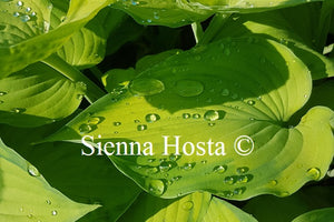 Hosta 'Old Glory'