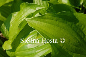 Hosta 'Royal Standard'