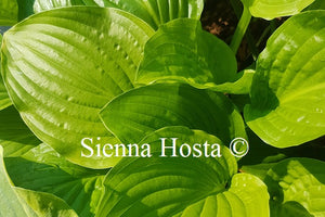 Hosta 'Royal Standard'