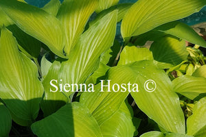 Hosta 'Funky Monkey'