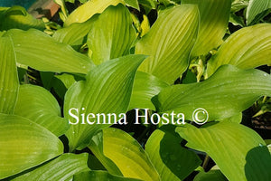 Hosta 'Funky Monkey'